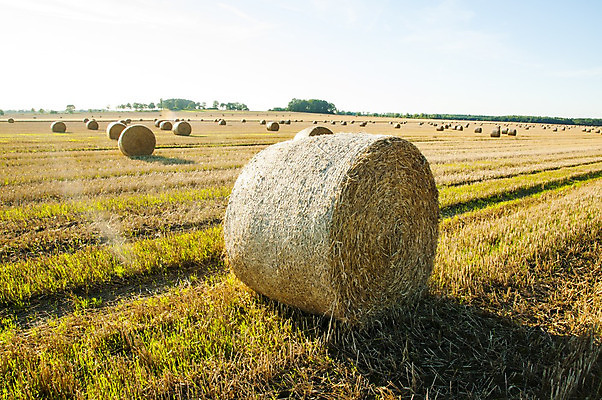 포토 JPG 해외이미지 나무 밭 농업 자연 건조 풍경 초원 사람없음 야외 농작물 농장 농경지 수확 추수 가을 볏짚 밀 보리 밀짚 밭일 호밀 해외202004 해외포토 식물 계절 산업 곡류 짚 생태계 파일형식