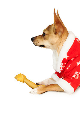 포토 JPG 해외이미지 한마리 컨셉 크리스마스 산타옷 사람없음 반려동물 장난감 축제 재킷 개 강아지 흰배경 치와와 이벤트의상 개껌 해외202004 해외포토 동물 1 옷 기념일 백그라운드 포유류 외투 흰색 파일형식