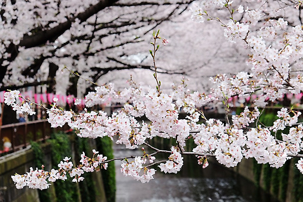 포토 JPG 해외이미지 꽃잎 사람없음 야외 봄 벚꽃 해외202004 해외포토 계절 꽃 파일형식