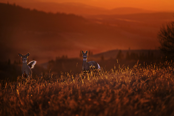 포토 JPG 해외이미지 구름 자연 하늘 사슴 풍경 초원 사람없음 야외 햇빛 농경지 일출 계곡 시골 언덕 사이프러스 해외202004 해외포토 자연요소 나무 포유류 태양 농장 노을 생태계 파일형식