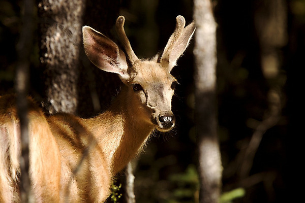 포토 JPG 해외이미지 동물 남자 야생동물 밭 포유류 자연 털 뿔 사람없음 야외 갈색 달러 숲 바퀴자국 사냥 조심 경보 신발장 신중 아기사슴 암사슴 해외202004 해외포토 새끼 컬러 컨셉 돈 농업 자국 사슴 사람 암컷 생태계 파일형식