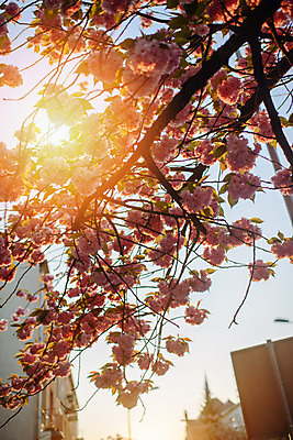 포토 JPG 해외이미지 나무 식물 계절 꽃잎 꽃 분홍색 백그라운드 꽃무늬 자연 사람없음 정원 일본 봄 낭만 벚꽃 흰색 나뭇가지 개화 체리 과수원 4월 묘사 내추럴 고립 해외202004 해외포토 아시아 컬러 컨셉 무늬 농업 과일 날짜 생태계 파일형식