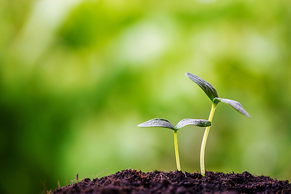 포토 JPG 해외이미지 나무 식물 계절 줄기 컨셉 잎 2 농업 채소 자연 새로움 씨앗 사람없음 초록색 물 여름 농장 새싹 환경 정원 흙 봄 성장 신선 그룹 작음 땅 원예 뿌리 먼지 땅바닥 모종 생태학 처음 세련 해외202004 해외포토 자연요소 교육 산업 컬러 바닥 취미 크기 생태계 파일형식