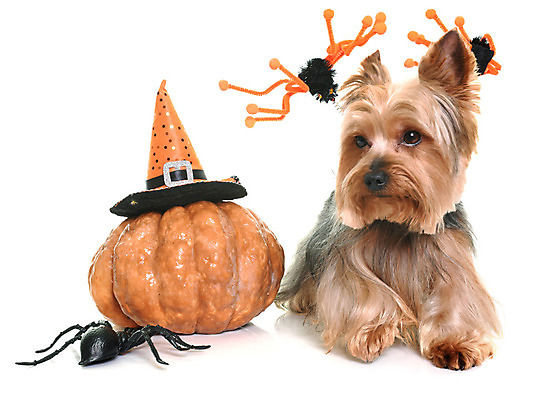 포토 JPG 해외이미지 동물 호박 사람없음 반려동물 할로윈 개 강아지 요크셔테리어 테리어 흰배경 거미 몸단장 해외202004 해외포토 곤충 백그라운드 채소 포유류 흰색 파일형식