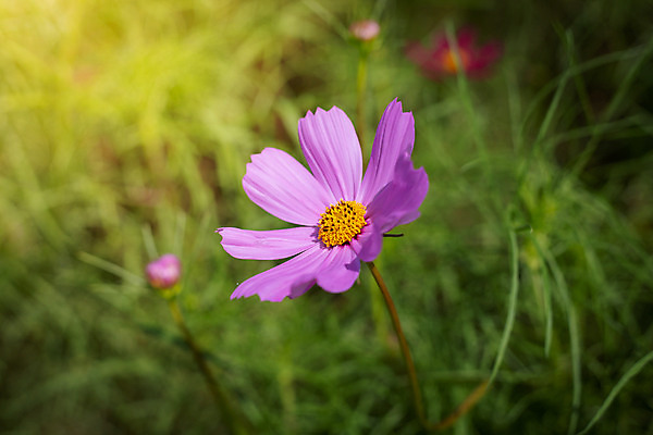 포토 JPG 해외이미지 주간 식물 꽃 분홍색 꽃밭 자연 풍경 근접촬영 사람없음 야외 초록색 코스모스 해외202004 해외포토 자연요소 뷰포인트 컬러 생태계 파일형식