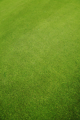 포토 JPG 해외이미지 풍경 잔디 초원 사람없음 야외 초록색 정원 봄 해외202004 해외포토 식물 계절 컬러 파일형식