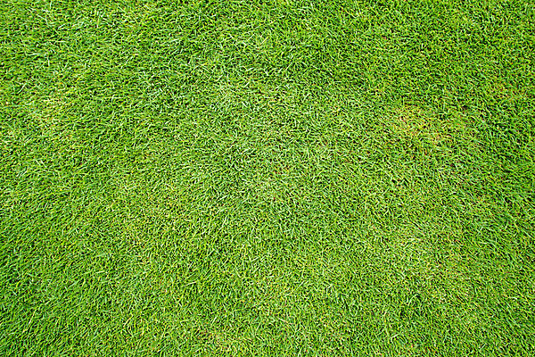 포토 JPG 해외이미지 식물 잔디 사람없음 야외 초록색 봄 해외202004 해외포토 계절 컬러 파일형식