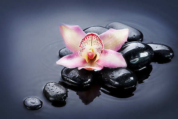 포토 JPG 해외이미지 꽃 분홍색 백그라운드 컨셉 사람없음 물 쌓기 검은색 스파 젖음 조약돌 흰색 마사지 난초 오브젝트 테라피 해외202004 해외포토 자연요소 식물 컬러 모션 뷰티 돌_바위 파일형식