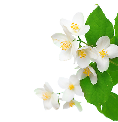 포토 JPG 해외이미지 식물 꽃잎 꽃 백그라운드 잎 꽃무늬 자연 사람없음 초록색 우주 중국 봄 벚꽃 흰색 나뭇가지 신선 우아함 닫기 다발 허브 향수 순수 향기 아로마 슛 부드러움 아로마테라피 고립 꽃수술 취급주의 해외202004 해외포토 나무 계절 아시아 컬러 컨셉 무늬 모션 경고 화장품 감각 생태계 냄새 테라피 파일형식