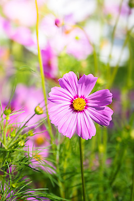포토 JPG 해외이미지 주간 식물 꽃 분홍색 꽃밭 자연 풍경 근접촬영 사람없음 야외 초록색 코스모스 해외202004 해외포토 자연요소 뷰포인트 컬러 생태계 파일형식