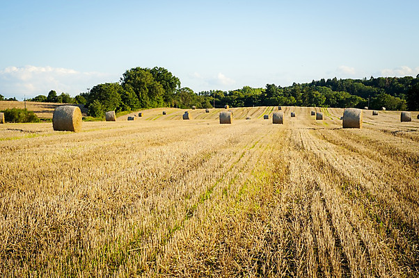 포토 JPG 해외이미지 나무 밭 농업 자연 건조 풍경 초원 사람없음 야외 농작물 농장 농경지 수확 추수 가을 볏짚 밀 보리 밀짚 밭일 호밀 해외202004 해외포토 식물 계절 산업 곡류 짚 생태계 파일형식