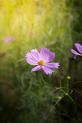포토 JPG 해외이미지 주간 식물 꽃 분홍색 꽃밭 자연 풍경 근접촬영 사람없음 야외 초록색 코스모스 해외202004 해외포토 자연요소 뷰포인트 컬러 생태계 파일형식