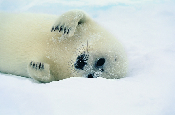 포토 JPG 해외이미지 동물 야생동물 자연 풍경 사람없음 야외 설원 하프물범 해외202004 해외포토 포유류 눈_날씨 생태계 파일형식