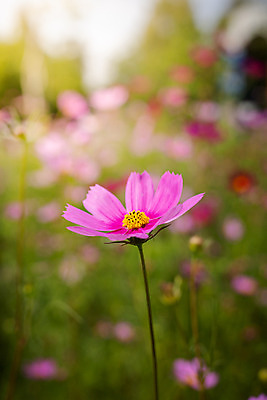 포토 JPG 해외이미지 주간 식물 꽃 분홍색 꽃밭 자연 풍경 근접촬영 사람없음 야외 초록색 코스모스 해외202004 해외포토 자연요소 뷰포인트 컬러 생태계 파일형식