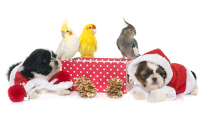 포토 JPG 해외이미지 컨셉 크리스마스 조류 사람없음 장식 상자 화환 소나무 그룹 개 강아지 오브젝트 흰배경 앵무새 솔방울 이벤트의상 해외202004 해외포토 나무 동물 옷 기념일 꽃 백그라운드 포유류 반려동물 흰색 파일형식