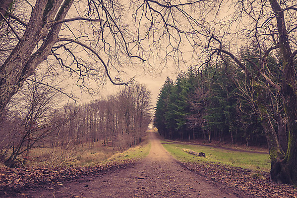 포토 JPG 해외이미지 나무 식물 계절 공원 도로 길 낙엽 잎 자국 자연 아침 덴마크 풍경 사람없음 야외 목재 초록색 빛 햇빛 태양 환경 봄 산책 안개 성장 가을 시골 소나무 황무지 숲 신비 장면 내추럴 방법 스칸디나비아 해외202004 해외포토 주간 자연요소 공공시설 컬러 컨셉 재료 교통시설 날씨 휴식 북유럽 생태계 파일형식