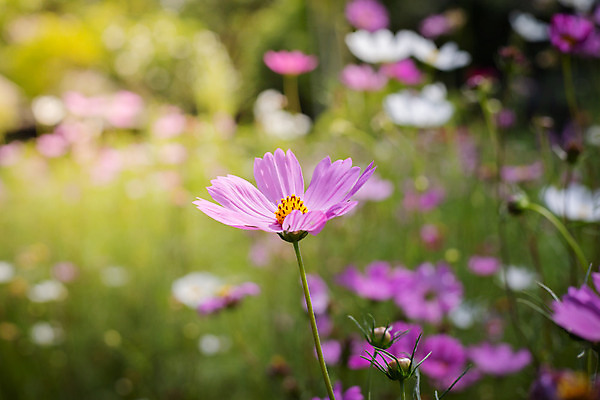 포토 JPG 해외이미지 주간 식물 꽃 분홍색 꽃밭 자연 풍경 근접촬영 사람없음 야외 초록색 코스모스 해외202004 해외포토 자연요소 뷰포인트 컬러 생태계 파일형식