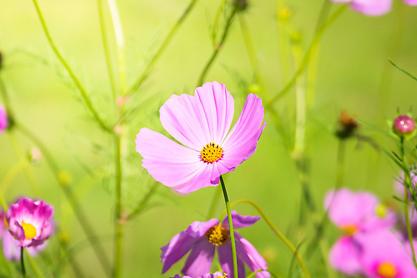 포토 JPG 해외이미지 주간 식물 꽃 분홍색 꽃밭 자연 풍경 근접촬영 사람없음 야외 초록색 코스모스 해외202004 해외포토 자연요소 뷰포인트 컬러 생태계 파일형식