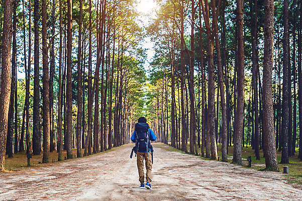 포토 JPG 해외이미지 나무 백인 라이프스타일 남자 행복 도로 스포츠 여행 백그라운드 컨셉 배낭 자국 자연 휴가 산 건강 한명 미소 사람 풍경 야외 초록색 여름 여행객 걷기 산책 트래킹 하이킹 가을 숲 배낭여행 백패커 하이커 스타일 해외202004 해외포토 서양인 식물 1 계절 감정 길 컬러 가방 교통시설 모션 레저 휴식 표정 생활 생태계 파일형식
