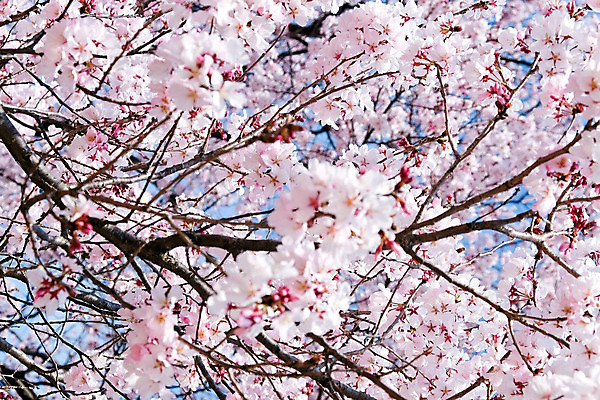 포토 JPG 해외이미지 사람없음 야외 봄 벚꽃 해외202004 해외포토 계절 꽃 파일형식