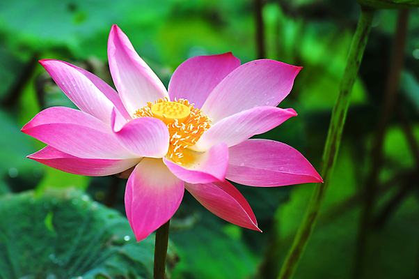 포토 JPG 해외이미지 꽃 분홍색 잎 연꽃 사람없음 초록색 정원 수련 원예 화단 해외202004 해외포토 식물 컬러 취미 파일형식