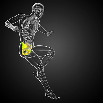 포토 JPG 해외이미지 해부 뼈 골격 건강 사람 사람없음 엉덩이 척추 자궁 연골 해외202004 해외포토 의학 신체부위 장기_의학 파일형식