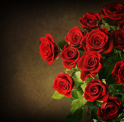 포토 JPG 해외이미지 꽃잎 꽃 꽃다발 컨셉 꽃무늬 자연 발렌타인데이 선물 사람없음 빨간색 장미 어둠 낭만 수확 벚꽃 신선 오픈 센터 닫기 큼 다발 질감 복고 냄새 아로마 슛 열정 부드러움 고립 세피아 옛날 스타일 해외202004 해외포토 식물 감정 컬러 무늬 농업 모션 데이이벤트 촬영기법 감각 크기 생태계 파일형식