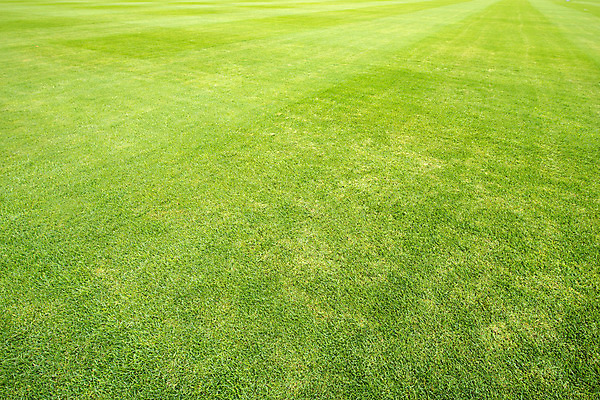 포토 JPG 해외이미지 식물 잔디 사람없음 야외 초록색 봄 해외202004 해외포토 계절 컬러 파일형식