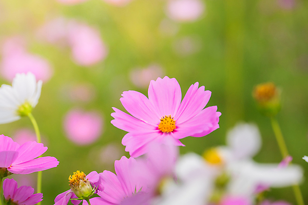 포토 JPG 해외이미지 주간 식물 꽃 분홍색 꽃밭 자연 풍경 근접촬영 사람없음 야외 초록색 코스모스 해외202004 해외포토 자연요소 뷰포인트 컬러 생태계 파일형식