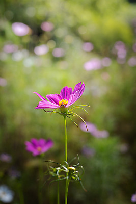 포토 JPG 해외이미지 주간 식물 꽃 분홍색 꽃밭 자연 풍경 근접촬영 사람없음 야외 초록색 코스모스 해외202004 해외포토 자연요소 뷰포인트 컬러 생태계 파일형식