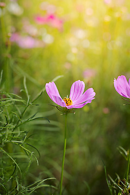 포토 JPG 해외이미지 주간 식물 꽃 분홍색 꽃밭 자연 풍경 근접촬영 사람없음 야외 초록색 코스모스 해외202004 해외포토 자연요소 뷰포인트 컬러 생태계 파일형식