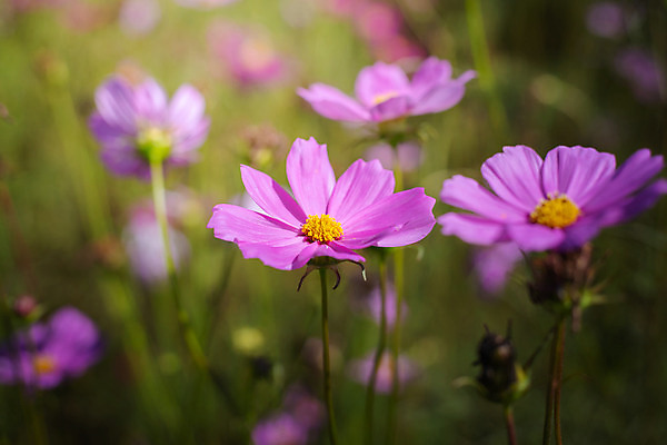 포토 JPG 해외이미지 주간 식물 꽃 분홍색 꽃밭 자연 풍경 근접촬영 사람없음 야외 초록색 코스모스 해외202004 해외포토 자연요소 뷰포인트 컬러 생태계 파일형식
