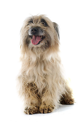 포토 JPG 해외이미지 동물 여자 유럽 사람없음 반려동물 갈색 프랑스 양치기 개 흰배경 그레이트피레니즈 고립 해외202004 해외포토 직업 나라 컬러 백그라운드 포유류 사람 흰색 파일형식