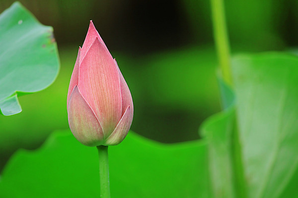 포토 JPG 해외이미지 식물 꽃잎 꽃 아시아 호수 선 줄기 분홍색 잎 태국 하늘 연꽃 동양인 풍경 사람없음 초록색 파란색 정원 고요 봄 벚꽃 백합 관목 수련 순수 생물학 향기 신성 동쪽 거인 내추럴 패드 이국적 힌두교 해외202004 해외포토 나무 계절 교육 나라 종교 컬러 컨셉 인종 방향 냄새 파일형식