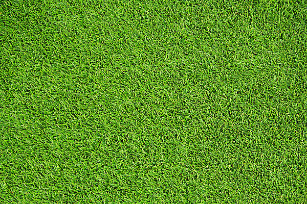 포토 JPG 해외이미지 풍경 잔디 초원 사람없음 야외 초록색 정원 해외202004 해외포토 식물 컬러 파일형식