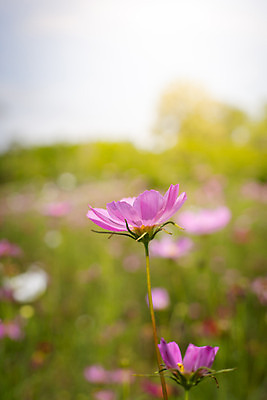 포토 JPG 해외이미지 주간 식물 꽃 분홍색 꽃밭 자연 풍경 근접촬영 사람없음 야외 초록색 코스모스 해외202004 해외포토 자연요소 뷰포인트 컬러 생태계 파일형식