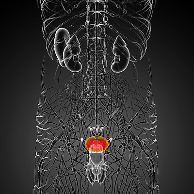 포토 JPG 해외이미지 해부 건강 사람 사람없음 검은색 오르간 신장 생물학 순환 몸통 방광 해외202004 해외포토 교육 컬러 의학 모션 신체부위 건반악기 비뇨기관 파일형식