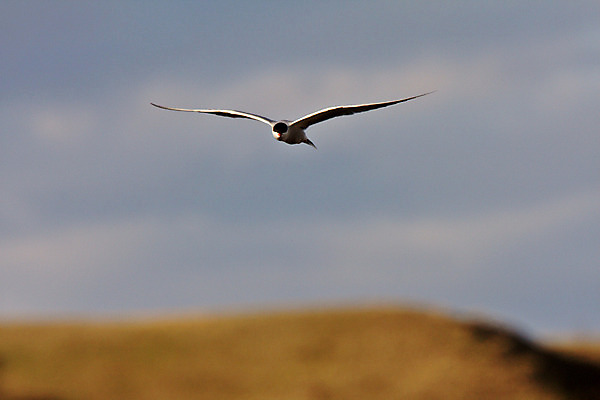 포토 JPG 해외이미지 야생동물 캐나다 날개 자연 조류 사람없음 가로 디지털 봄 펼침 시골 행운 서식지 철새 내추럴 동물상 해외202004 해외포토 동물 계절 컨셉 북아메리카 모션 조형물 생태계 파일형식