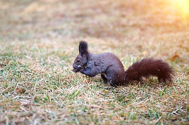 포토 JPG 해외이미지 나무 동물 1 응시 공원 야생동물 포유류 자연 벽지 생물 수염 털 사람없음 야외 목재 빨간색 초록색 여름 갈색 회색 견과류 가을 나뭇가지 설치류 숲 작음 모피 먹기 호기심 꼬리 다람쥐 솜털 서식지 내추럴 해외202004 해외포토 식물 시선 계절 공공시설 감정 컬러 컨셉 재료 모션 크기 생태계 파일형식