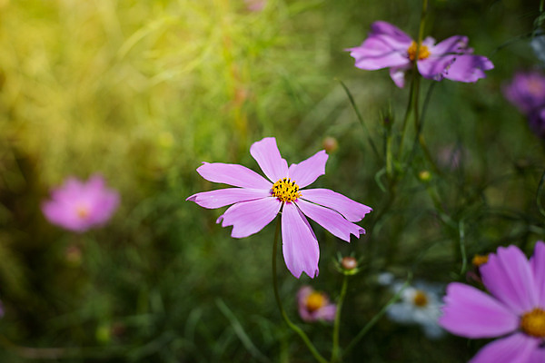 포토 JPG 해외이미지 주간 식물 꽃 분홍색 꽃밭 자연 풍경 근접촬영 사람없음 야외 초록색 코스모스 해외202004 해외포토 자연요소 뷰포인트 컬러 생태계 파일형식