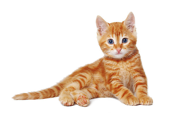 포토 JPG 해외이미지 동물 1 응시 얼굴 어린이 오렌지 털 사람없음 빨간색 반려동물 노란색 귀여움 고양이 흰색 아기 작음 모피 솜털 생강 고립 해외202004 해외포토 시선 컬러 컨셉 채소 과일 포유류 사람 신체부위 크기 파일형식