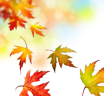 포토 JPG 해외이미지 나무 디자인 공원 백그라운드 컨셉 단풍 잎 패턴 오렌지 학교 자연 하늘 바람 날씨 프레임 사람없음 빨간색 컬러풀 태양 노란색 맑음 활발 가을 나뭇가지 최고 변화 황금 숲 질감 보케 부드러움 모음 내추럴 고립 엘리먼트 국경 해외202004 해외포토 자연요소 식물 계절 공공시설 교육 컬러 무늬 과일 한글 감각 생태계 파일형식