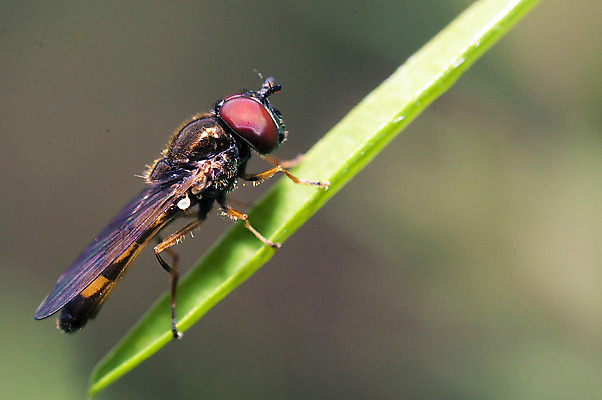 포토 JPG 해외이미지 동물 공원 야생동물 곤충 백그라운드 자연 안테나 사람없음 빨간색 초록색 노란색 머리 흰색 닫기 해충 벌레 잠자리 큼 묘사 싱글 육식동물 고립 해외202004 해외포토 공공시설 컬러 통신 모션 신체부위 크기 생태계 파일형식