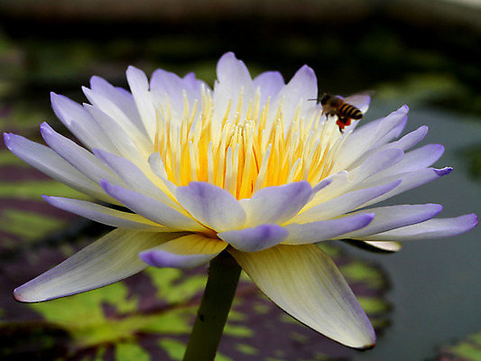 포토 JPG 해외이미지 식물 꽃잎 꽃 아시아 선 분홍색 백그라운드 잎 꽃무늬 자연 휴식 사람없음 야외 장식 세로 초록색 물 반사 노란색 환경 정원 침묵 벚꽃 연못 신선 개화 우아함 명상 싱글 내추럴 이국적 천진난만 부족함 해외202004 해외포토 자연요소 나라 컬러 컨셉 무늬 소리 생태계 파일형식