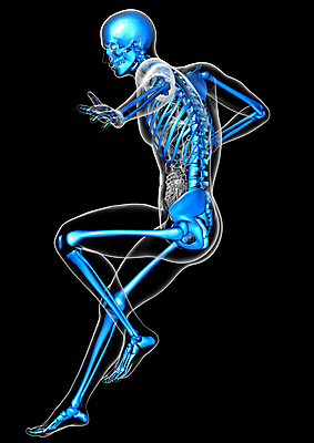 포토 JPG 해외이미지 해부 뼈 골격 엑스레이 건강 사람 사람없음 3D 고통 척추 관절 무릎 정형외과 해골모형 해외202004 해외포토 감정 의학 병원 신체부위 모형 디지털합성 파일형식