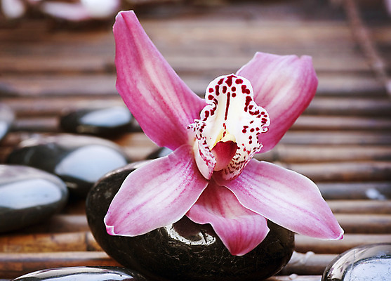 포토 JPG 해외이미지 꽃 분홍색 백그라운드 컨셉 사람없음 쌓기 검은색 스파 조약돌 흰색 마사지 난초 오브젝트 테라피 해외202004 해외포토 식물 컬러 모션 뷰티 돌_바위 파일형식