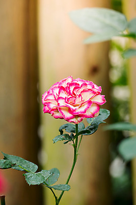 포토 JPG 해외이미지 식물 꽃잎 꽃 줄기 분홍색 잎 꽃무늬 자연 발렌타인데이 사람없음 야외 초록색 햇빛 장미 정원 벚꽃 내추럴 해외202004 해외포토 컬러 무늬 데이이벤트 태양 생태계 파일형식