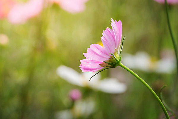 포토 JPG 해외이미지 주간 식물 꽃 분홍색 꽃밭 자연 풍경 근접촬영 사람없음 야외 초록색 코스모스 해외202004 해외포토 자연요소 뷰포인트 컬러 생태계 파일형식
