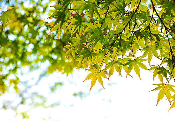 포토 JPG 해외이미지 식물 백그라운드 단풍 잎 자연 사람없음 초록색 여름 컬러풀 햇빛 노란색 환경 봄 성장 가을 신선 숲 시작 카피스페이스 해외202004 해외포토 계절 컬러 태양 공백 생태계 파일형식