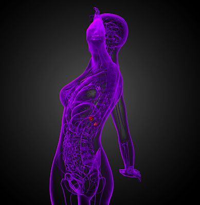 포토 JPG 해외이미지 해부 엑스레이 건강 사람 사람없음 약 진료 환자 오르간 생물학 간 복근 지라 해외202004 해외포토 교육 의학 근육 장기_의학 건반악기 파일형식